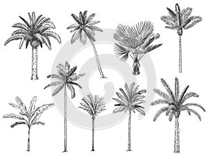 Hand drawn tropical palm trees. Vector set