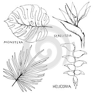 Hand drawn tropical plant icons. Sketch exotic leaves and flowers. Monstera, palm leaves, strelitzia, heliconia.