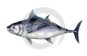 Hand drawn tuna fish isolated