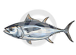 Hand drawn tuna fish vector illustration