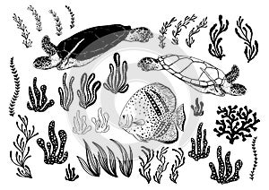 Hand drawn turtles, fish, alga, sea plants and aquarium seaweed silhouette set. Vector illustration isolated on a white