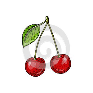 Hand drawn two cherries isolated on white. Vector illustration in colored sketch style