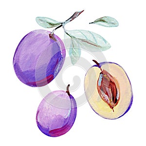 Hand-drawn two whole violet plums with mint leaves and cross section of violet plum