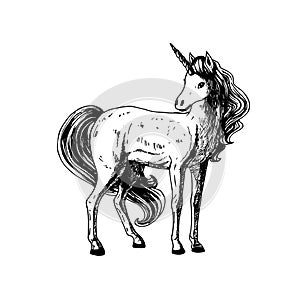 Hand drawn unicorn. Vector black white sketch.