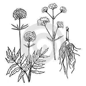 Valerian Leaf, root and flower.