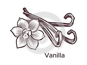 Hand drawn vanilla illustration. Sketch cooking ingredient for labels and packages in engraving style. Aromatherapy