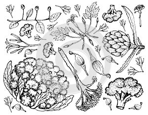 Hand Drawn of Various Vegetables on A White Background