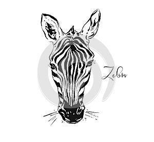 Hand drawn vector abstract artistic ink textured graphic sketch drawing illustration of wildlife zebra head isolated on