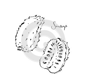 Hand drawn vector abstract exotic tropical soursop fruit ink textured illustrations sketch drawing collection set
