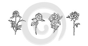 Hand drawn vector abstract graphic illustration set with elements of line flowers peonies in simple trendy minimalistic