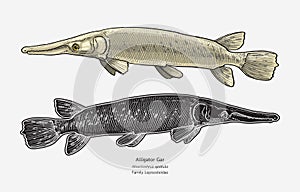 Hand drawn vector of Alligator Gar fish