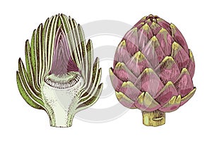 Artichokes hand drawn vector set photo