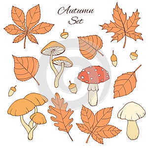Hand drawn vector autumn set with oak, poplar, beech, maple, aspen and horse chestnut leaves, acorns and mushrooms