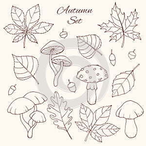 Hand drawn vector autumn set with oak, poplar, beech, maple, aspen and horse chestnut leaves, acorns and mushrooms line art