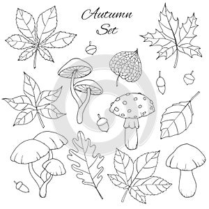 Hand drawn vector autumn set with oak, poplar, beech, maple, aspen and horse chestnut leaves, mushrooms, acorns, physalis outline