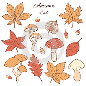 Hand drawn vector autumn set with oak, poplar, beech, maple, aspHand drawn vector autumn set with oak, poplar, beech, maple, aspen