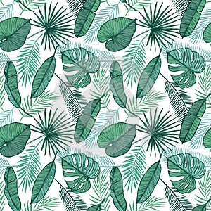 Hand drawn vector background - Palm leaves monstera, areca palm