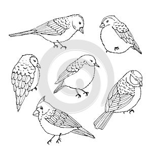 Hand drawn vector birds line art set. Cute little creatures isolated