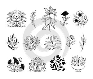 Hand drawn vector botanical illustrations. Linear flowers, leaves, fruits. Simple graphics. Perfect for logos, branding,