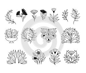 Hand drawn vector botanical illustrations. Linear flowers, leaves, fruits. Simple graphics. Perfect for logos, branding,