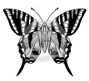 Hand drawn vector butterfly