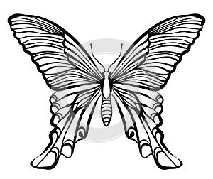 Hand drawn vector butterfly illustration