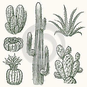 Hand drawn vector cactus