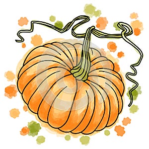 Hand drawn vector of colorful pumpkin.