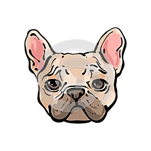 Hand drawn vector french bulldog.