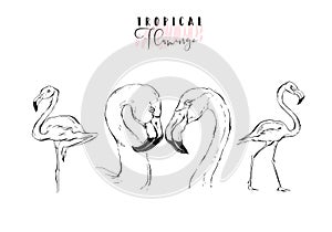 Hand drawn vector graphic exotic paradise birds flamingo illustration