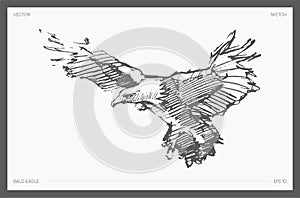 Hand drawn vector illustration of bald eagle