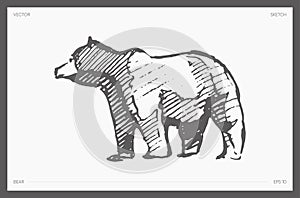 Hand drawn vector illustration of bear, sketch