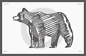 Hand drawn vector illustration of bear, sketch