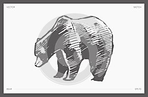 Hand drawn vector illustration of bear, sketch