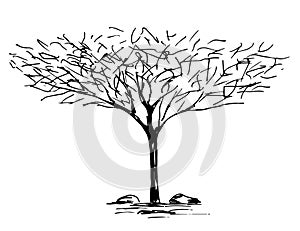 Hand-drawn vector illustration with black outline. A tree with a large spreading crown. African plants, acacia, element of nature.