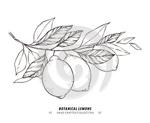 Hand drawn vector illustration - Botanical branch with lemons. Branch with citrus fruits. Perfect for menu, package, cards,