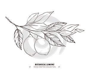 Hand drawn vector illustration - Botanical branch with lemons. Branch with citrus fruits. Perfect for menu, package, cards,