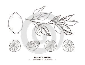 Hand drawn vector illustration - Botanical branch with lemons. Slices of lemon. Branch with citrus fruits. Perfect for menu,