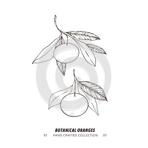 Hand drawn vector illustration - Botanical branch with oranges. Tangerine. Branch with citrus fruits. Perfect for menu, package,