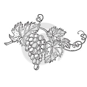 Hand drawn vector illustration of branch grapes. Vine sketch isolated on white background