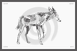 Hand drawn vector illustration of coyote, sketch