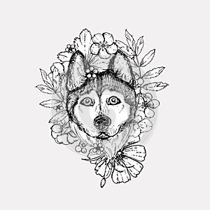 Hand drawn vector illustration dog husky. sketch. Vector eps 8