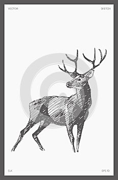 Hand drawn vector illustration of elk, wapiti