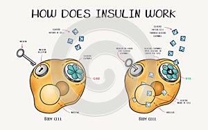 Hand drawn vector illustration explaining how does insulin work