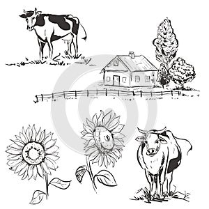 Hand drawn vector illustration with farm and cow, sunflowers. sketh. photo