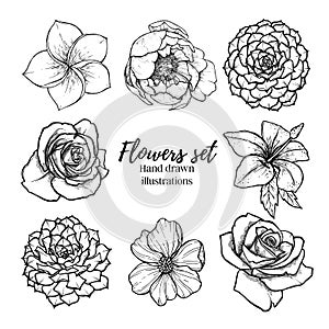 Hand drawn vector illustration - Flowers set succulent, rose, p