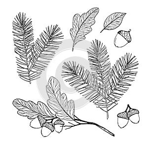 Hand drawn vector illustration - Forest Autumn/ Winter collection. Spruce branches, acorns, fall leaves. Design elements for