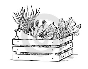 Hand drawn vector illustration -Fresh vegetables. Supermarket