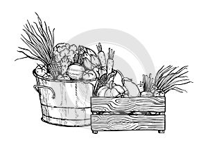 Hand drawn vector illustration - Fresh vegetables. Supermarket.