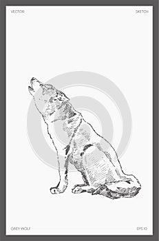 Hand drawn vector illustration of grey wolf sketch